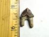 Fossil Double rooted Squalodon Tooth